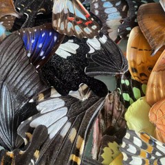 50/100pcs Real Butterfly Wings Specimens Jewelry DIY Craft Artwork Art Material