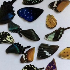50/100pcs Real Butterfly Wings Specimens Jewelry DIY Craft Artwork Art Material
