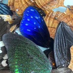 100pcs Assorted Real Butterfly Wings – DIY Specimen Decor for Crafts & Home