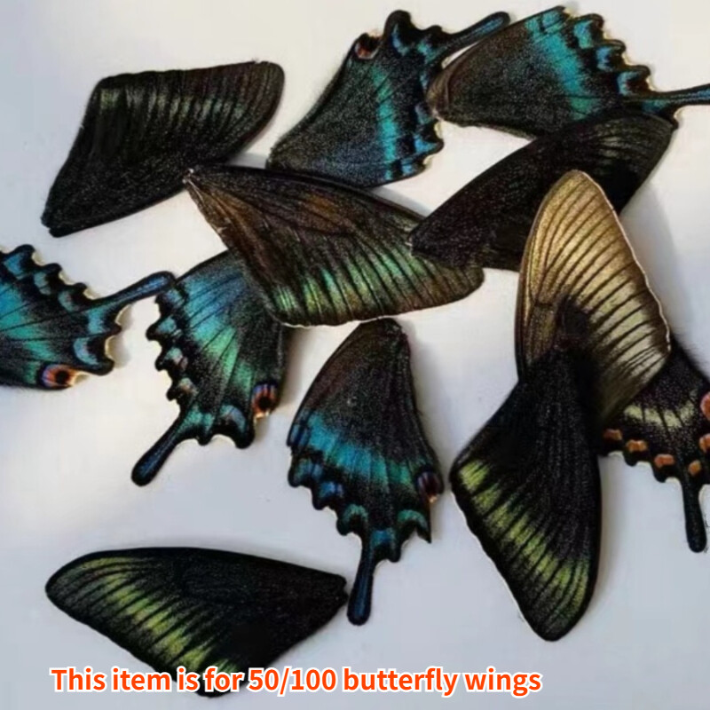 50/100pcs Real Butterfly Wings Specimens Jewelry DIY Craft Artwork Art Material