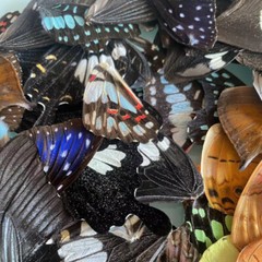 50/100pcs Real Butterfly Wings Specimens Jewelry DIY Craft Artwork Art Material