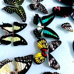 50/100pc DIY Real Butterfly Wings Specimens Jewelry Craft Artwork Material Decor